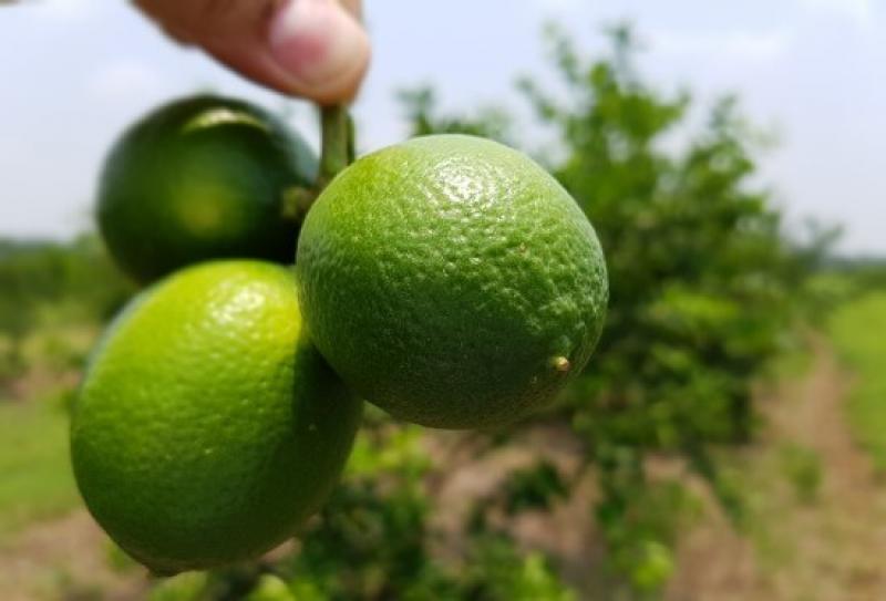 Agroexportaciones peruanas de limones siguen creciendo