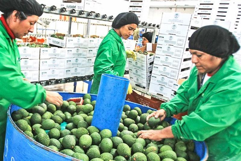 Agroexportaciones peruanas habrían superado los US$ 9.000 millones en 2021