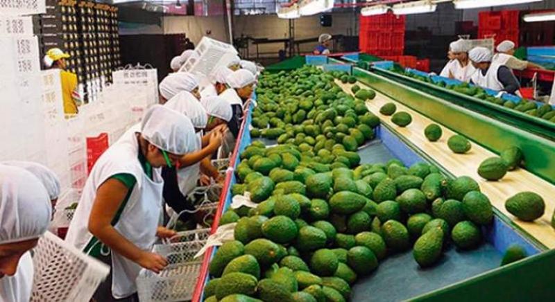 Agroexportaciones peruanas suman US$ 353 millones en marzo, mostrando una contracción de 11%