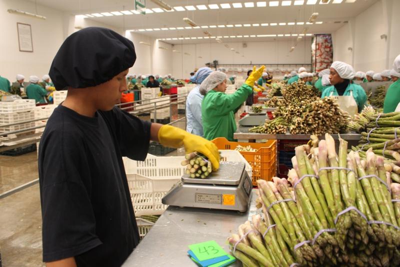 Agroexportaciones peruanas sumaron a US$ 1.447 millones en el primer trimestre del año