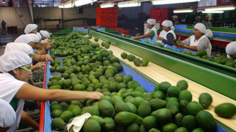 Agroexportaciones peruanas sumaron US$ 3.392 millones durante el periodo enero-agosto del 2017