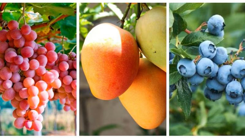 Agroexportaciones peruanas ya superan los US$ 3.000 millones este primer trimestre