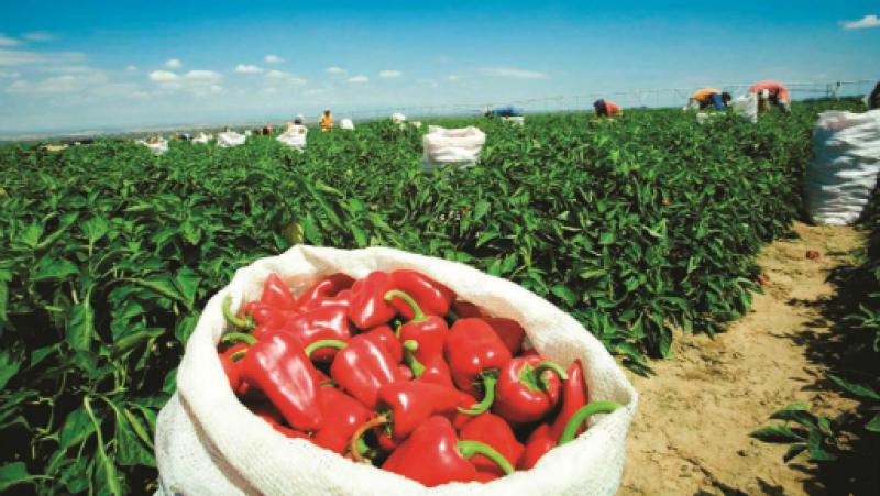 Agroexportaciones por parte de Lambayeque disminuyeron 55.6% durante febrero y marzo