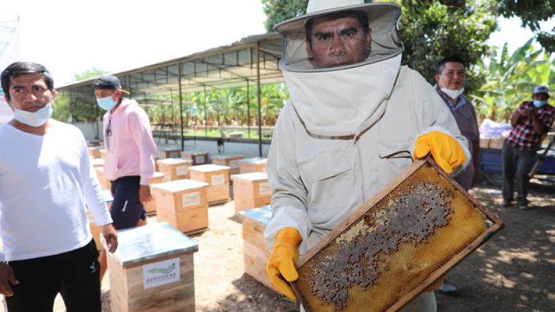 Agroideas cofinanció más de S/ 7.2 millones en la cadena de la miel de abeja