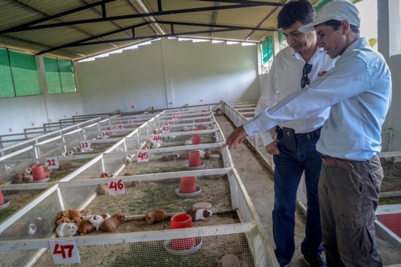 Agroideas cofinanció planes de negocio de cuy, tara y palta en Cajamarca