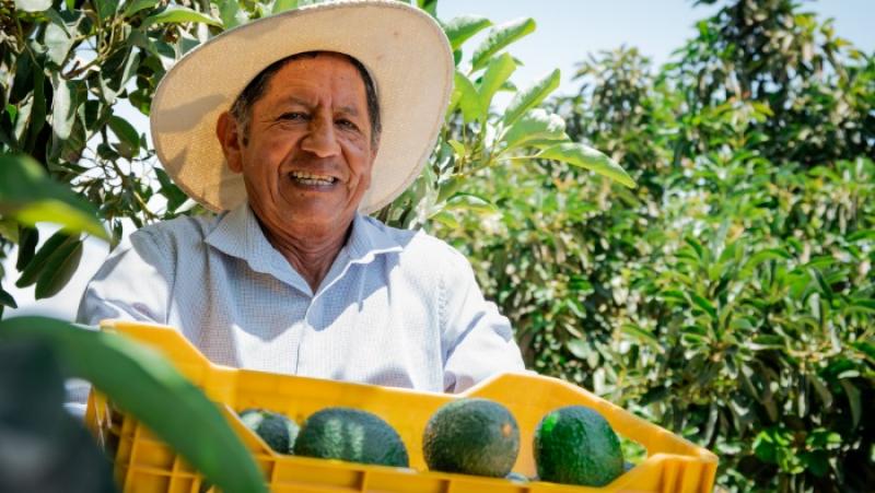 Agroideas desembolsó más de S/ 12 millones en Proyectos de Reconversión Productiva Agropecuaria