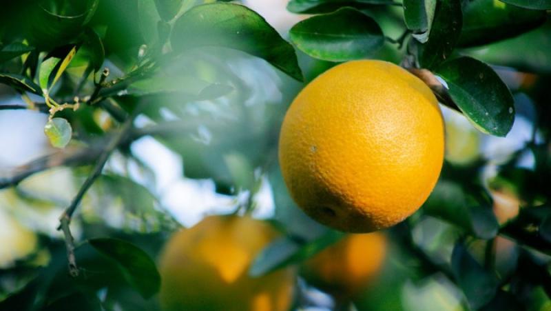 Agroideas fortalece la cadena de naranjas en Junín y eleva su productividad en 25%