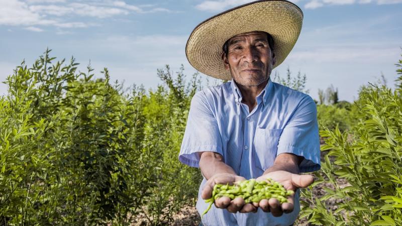 Agroideas ha financiado 21 planes de negocios vinculados a las legumbres