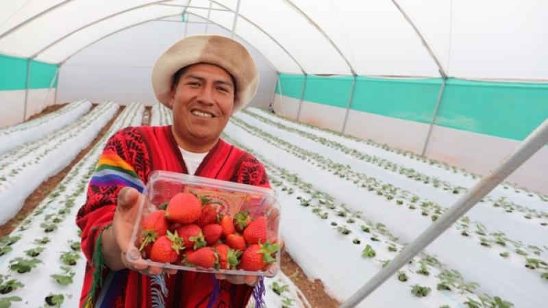 Agroideas implementa 28 invernaderos para fresas en Cusco