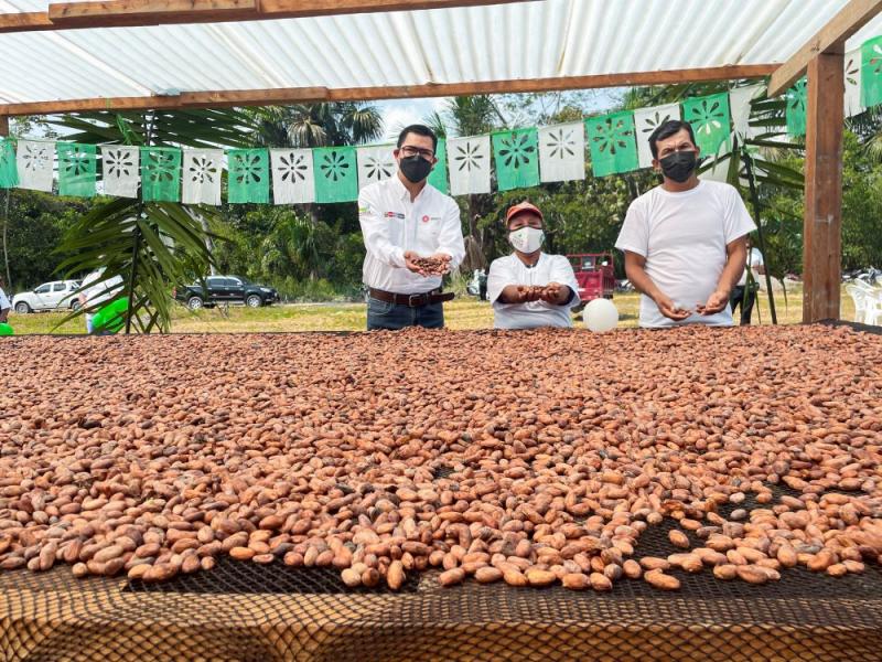 Agroideas impulsa comercio de cacao en la selva central