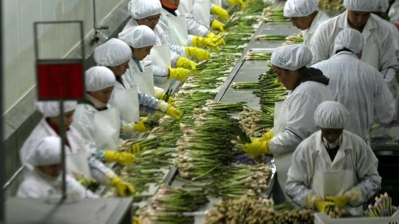 Agroindustria participó con el 40.7% del total de empleos vinculados a las exportaciones entre enero y mayo de 2024