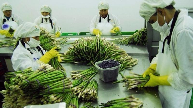Agroindustria se posicionó como la actividad más intensiva en mano de obra de las exportaciones totales de Perú entre enero y septiembre