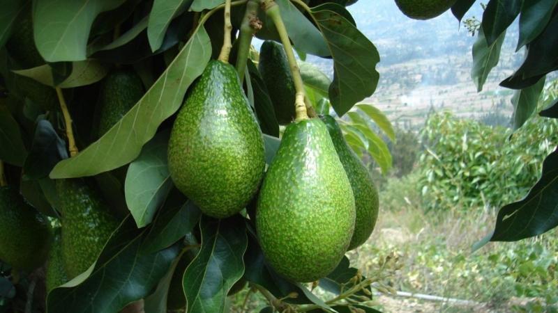 Agrokasa despacha su último contenedor de palta de la temporada a Chile
