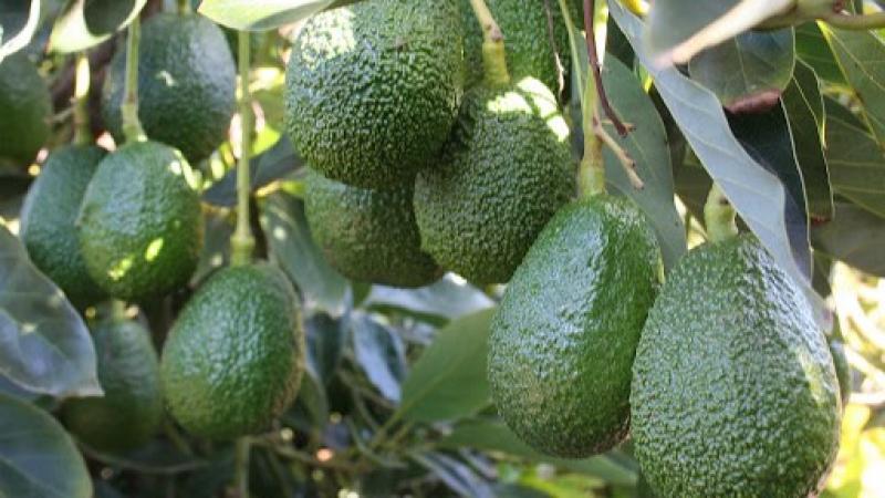 Agrokasa supera su meta productiva en Ica y cosecha 5.8 millones de kilos de palta