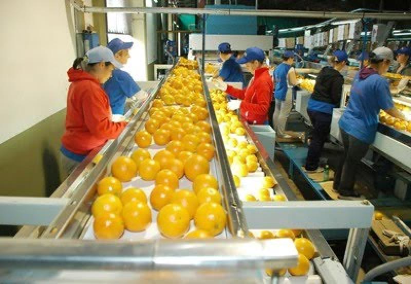 Agromar planea abrir planta concentradora de frutas el próximo año