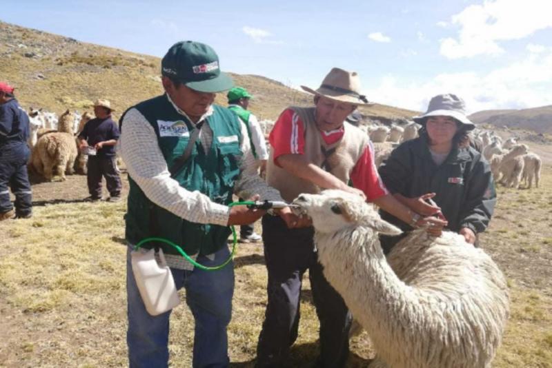 AgroRural busca reducir vulnerabilidad de 1.5 millones de alpacas y ovinos en 13 regiones ante heladas