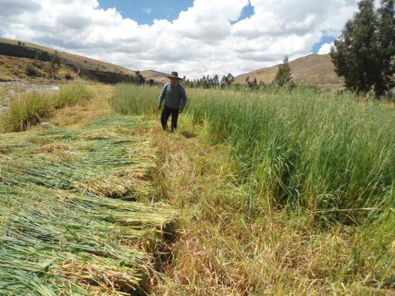 AgroRural: campaña de siembra de pastos en Junín avanza al 80%