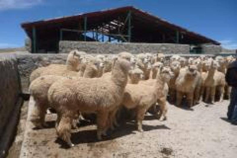 AgroRural construirá 530 cobertizos para albergar a 53 mil alpacas