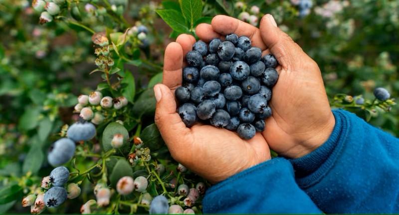 Agrovision proyecta récord histórico en producción de arándanos