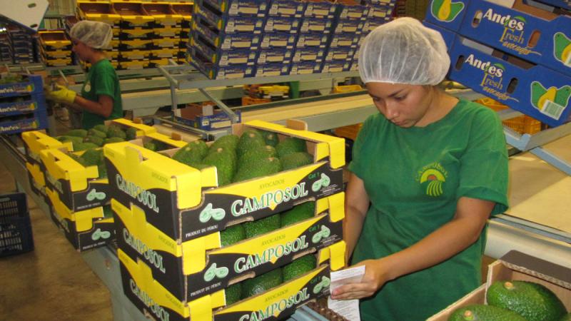 Agroxportaciones de Chavimochic generaron US$ 7.512 millones en 23 años