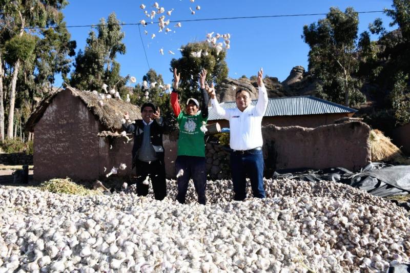 Ajos de altura se consolidan como cultivo económicamente alternativo en Puno