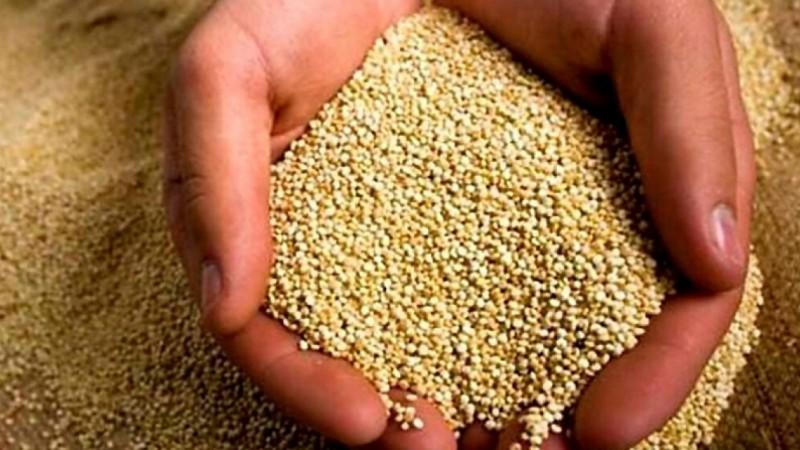 Al alza: exportaciones peruanas de quinua sumaron US$ 135 millones entre enero y noviembre de 2025