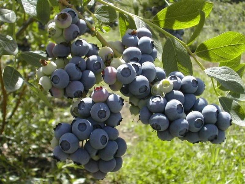 AL CIERRE DEL 2014 PERÚ TENDRÍA 1.500 HECTÁREAS DE ARÁNDANOS