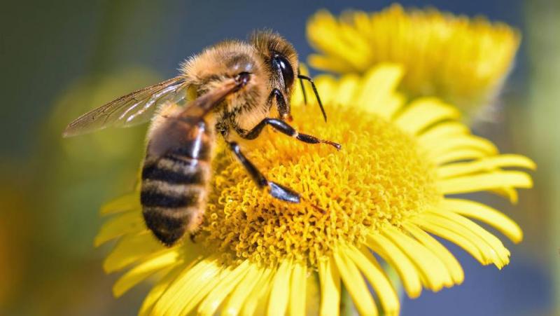 Al menos un tercio de las polinizaciones de cultivos alimenticios en el mundo se realiza gracias a las abejas