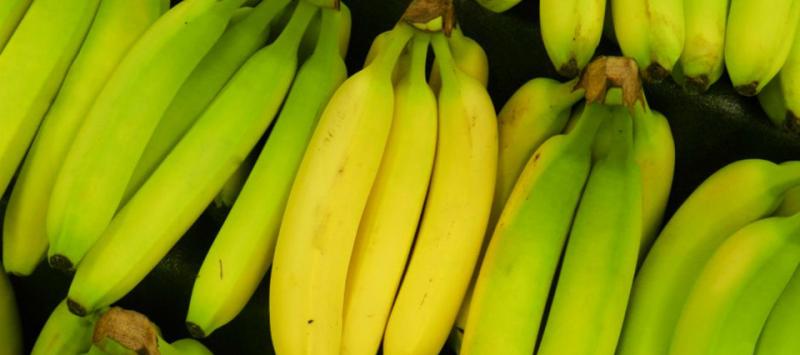 Alemania: encuentran casi 400 kg de cocaína en bananas ecuatorianas