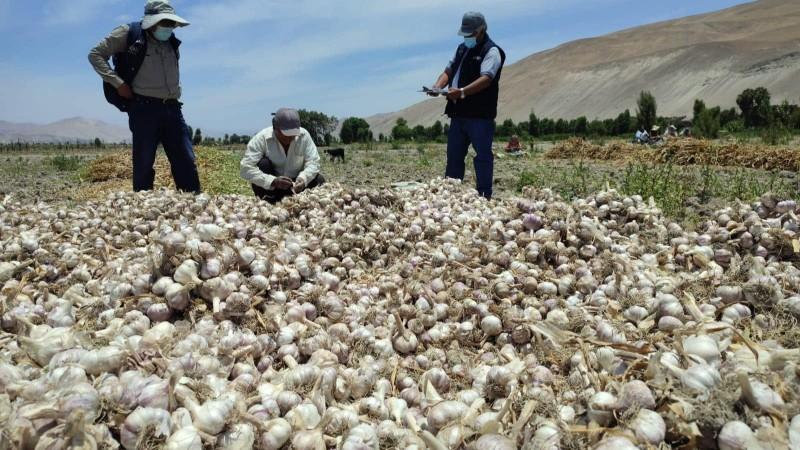 Alertan pérdidas en cultivos de ajo  en Arequipa ante altas temperaturas y lluvias