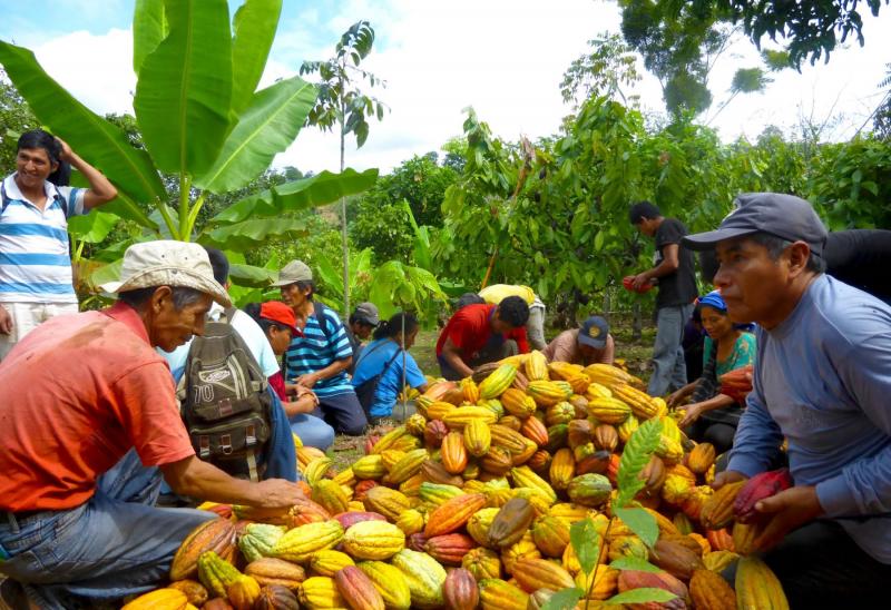 Alianza Cacao Perú mejoró la calidad de vida de más de 35.300 familias productoras, quienes incrementaron su ingreso en los últimos 5 años en un 60%