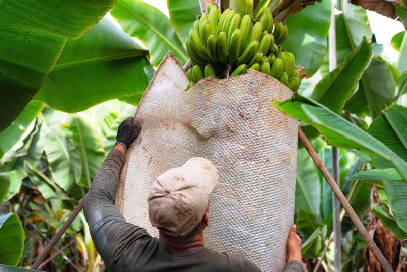 Alianza contra la "pandemia del banano" consolida su trabajo y fija nuevas prioridades con el foco en productores y consumidores