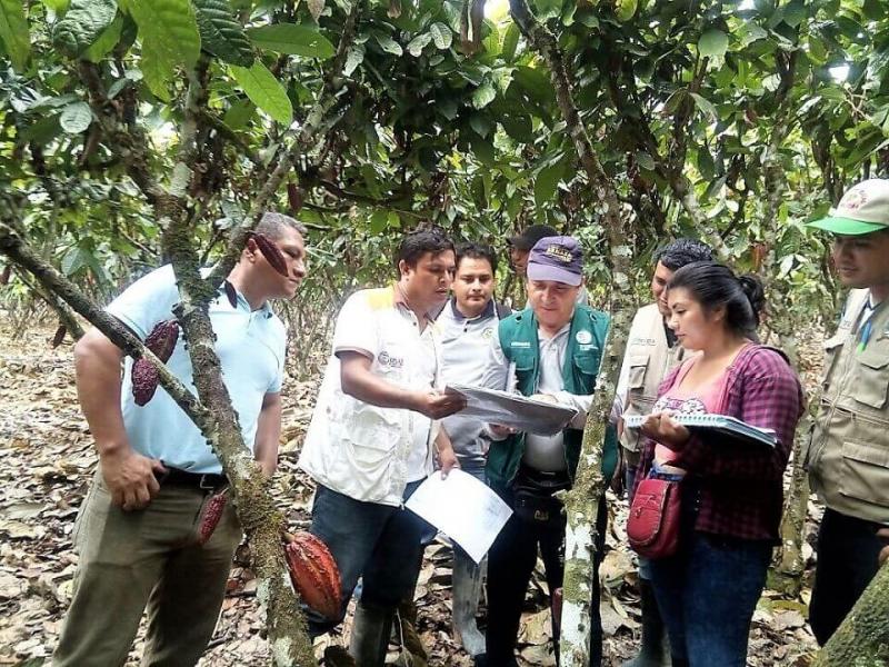 Alimentarán base de datos para determinar el nivel real de incidencia del mazorquero en el cacao