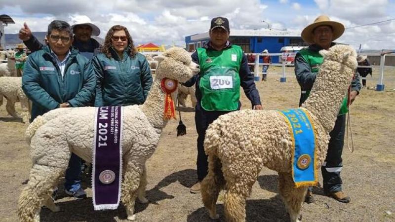 Alpacas que participan en proyecto de mejoramiento genético de Agro Rural destacaron como las mejores en el Festicam Perú 2021