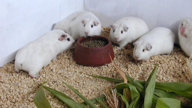 Alta calidad genética de raza de cuy Andina mejora la economía de 80 mil familias