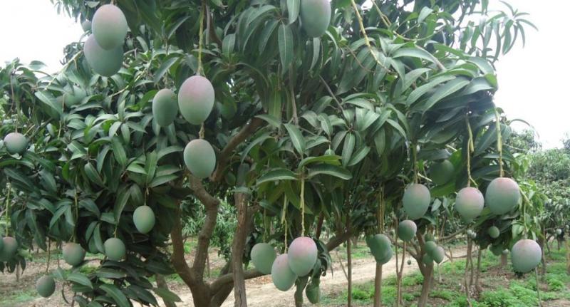 Altas temperaturas ocasionarían mayor demanda hídrica en cultivos como mango, palto y limón