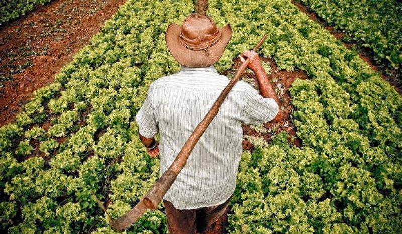 Alternativas para salvar las cadenas productivas de pequeños agricultores