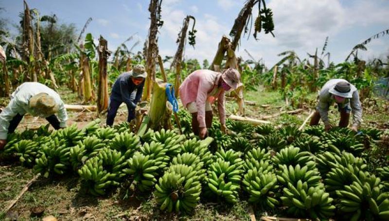 Amazonas apunta a incluir en su oferta exportable el banano orgánico con valor agregado