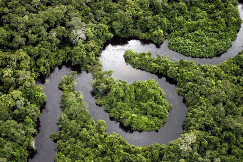 AMAZONAS: LA REGIÓN CON MAYOR PARTICIPACIÓN DEL AGRO