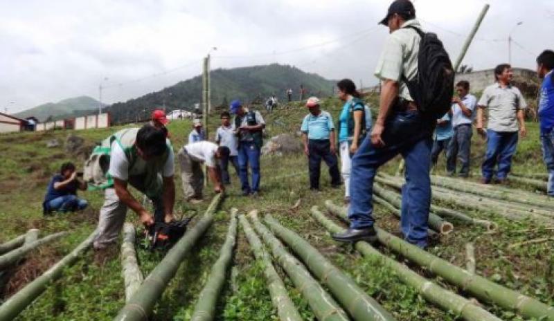 Amazonas: reforestarán 750 hectáreas con bambú