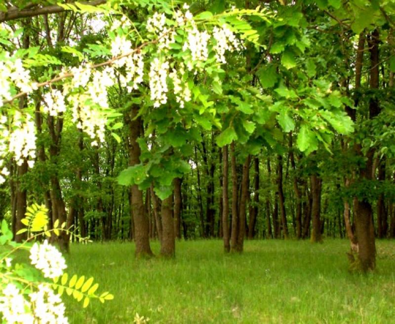 América Latina: en la mira del sector forestal global