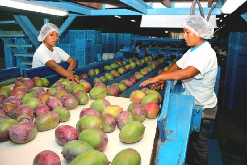 Añawi Export busca incrementar sus envíos y entregar 2 mil cajas de mango Kent por semana en Europa