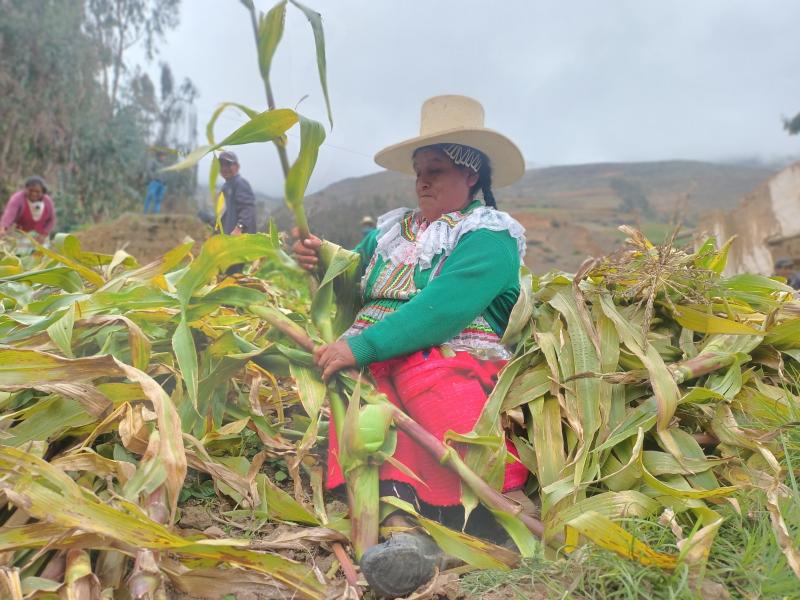 Áncash: agricultores cosechan semilla de maíz choclo para garantizar mejor producción