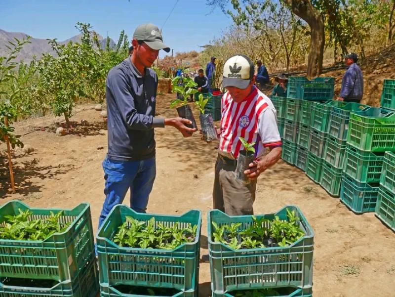 Áncash: agricultores diversificarán su producción con plantones de gulupa
