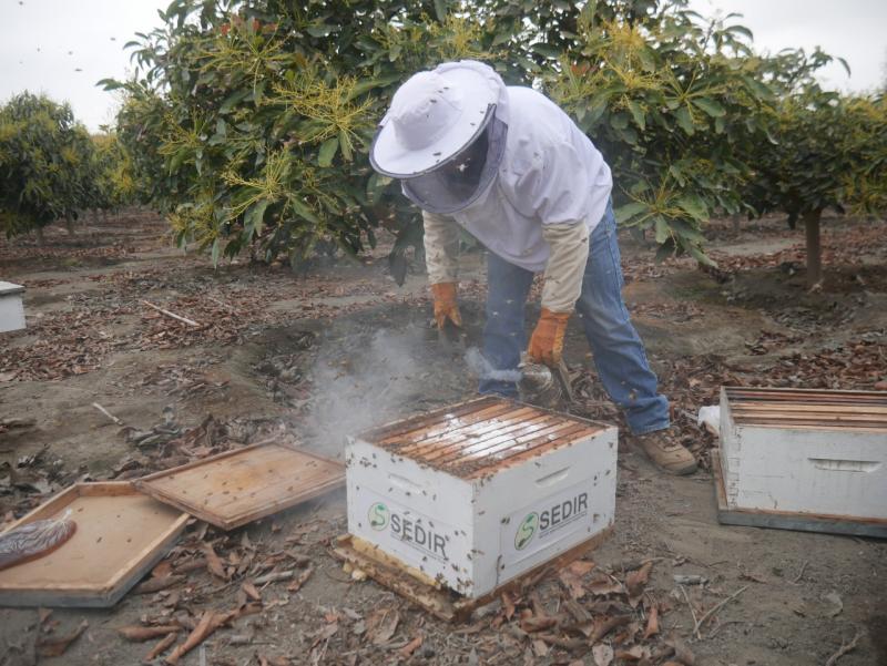 Áncash: bajas temperaturas afectan polinización de abejas en cultivos de exportación