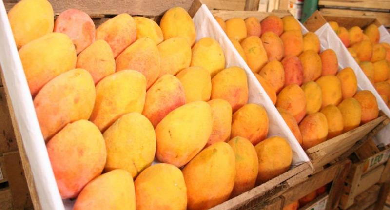 Áncash: coronavirus paralizó exportación de 10 mil toneladas de mango hacia China