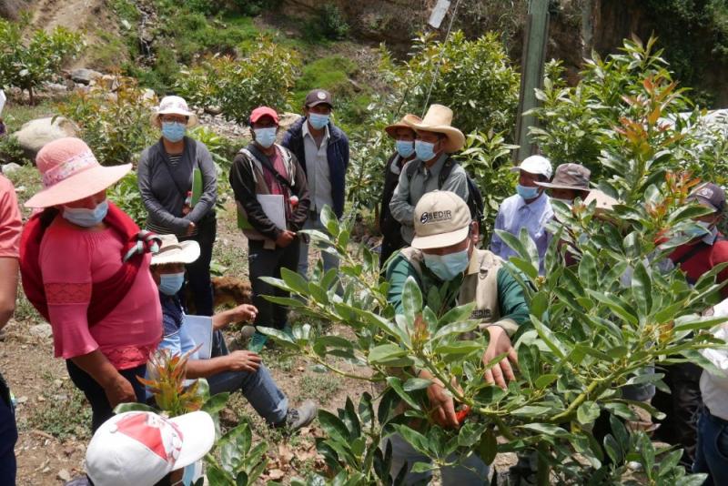 Áncash: estación meteorológica apoya la producción de pequeños agricultores de palto y mango