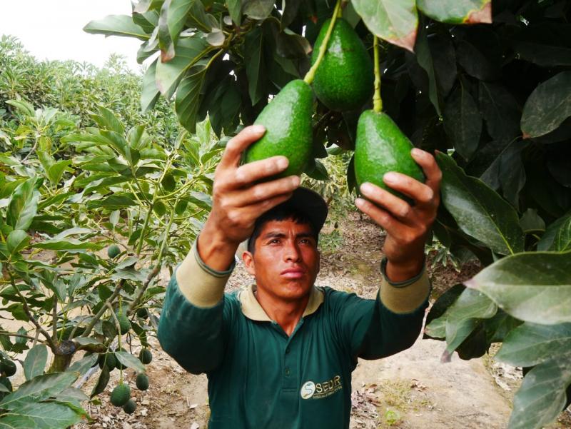 Áncash exporta más de 24 mil toneladas de palta a EE.UU. y Europa