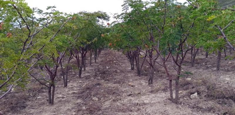 Áncash: guano de isla será usado por primera vez para la producción de plantones de tara