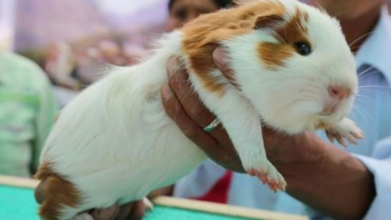 Áncash: Huarmey impulsa la crianza tecnificada con 3,000 reproductores de razas mejoradas